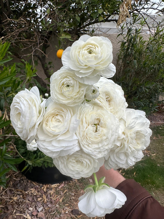 Ranunculus Amandine White