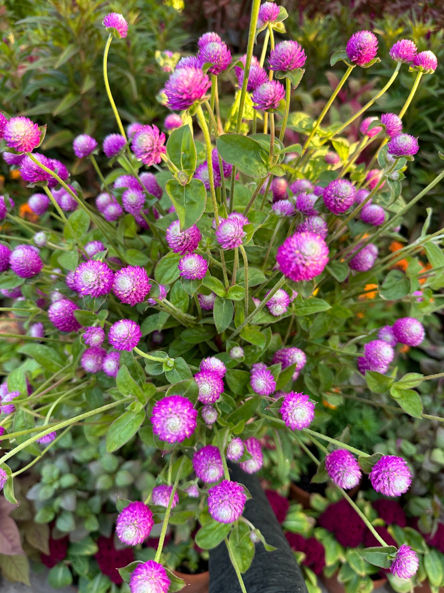 Bi-color Gomphrena Audry flower seeds from John's Plant Adventures, showing vibrant seed packet with colorful flower illustrations.