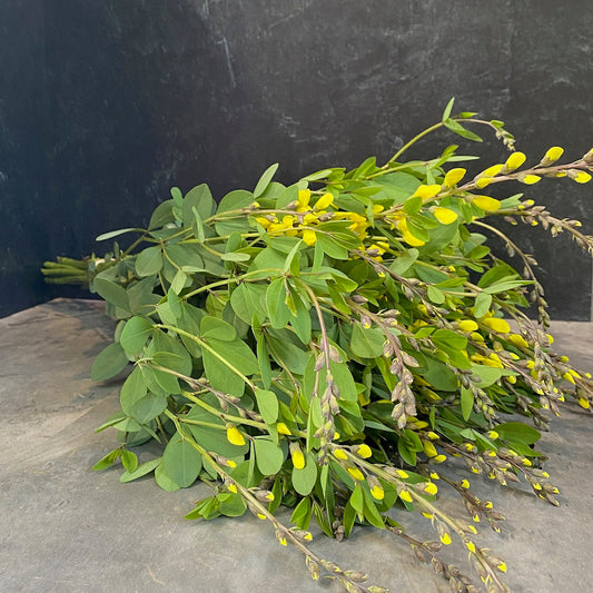 Baptisia American Goldfinch-3 Plugs