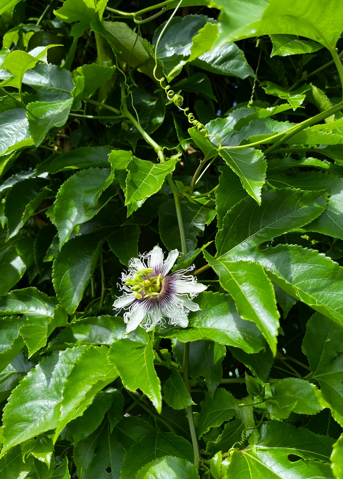 Passion Fruit Panama Red plant by Sow Exotic, featuring lush green foliage and developing passion fruit on a fruiting passionflower plant.