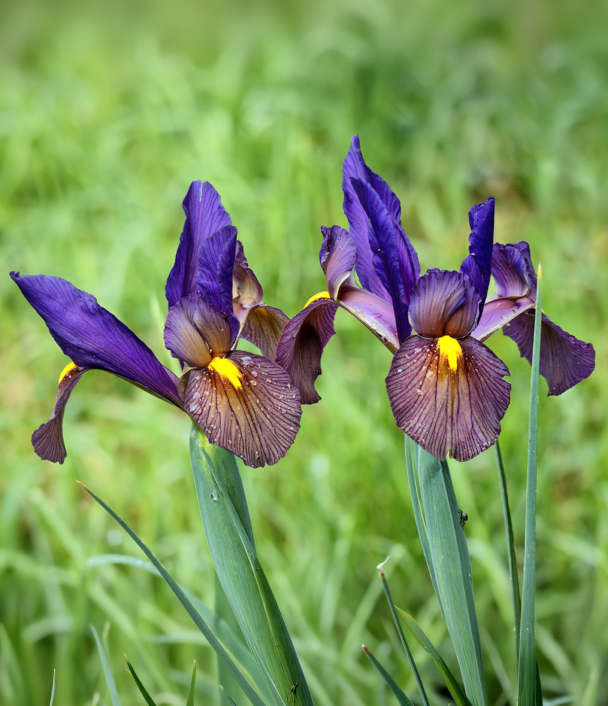 Bright yellow and orange Iris Eye of the Tiger Hollandica bulbs from BloomingBulb, showcasing vibrant flower buds and foliage.