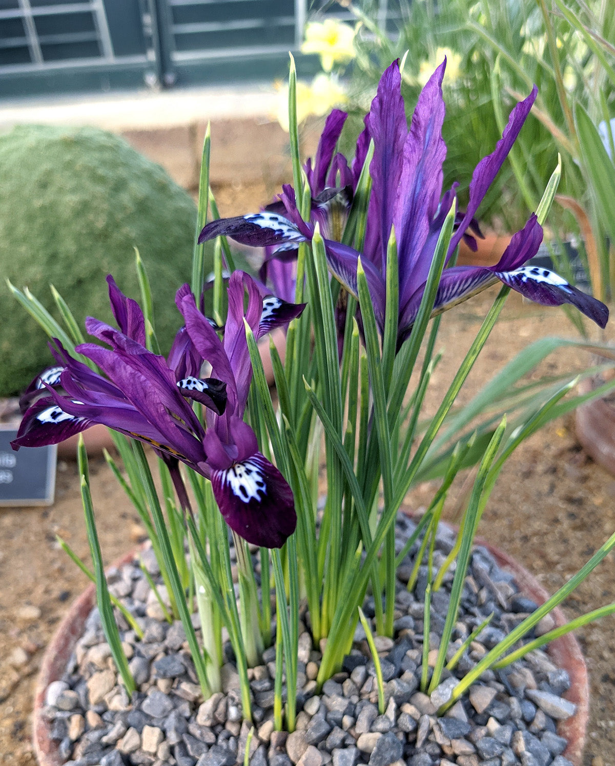 Pauline Dwarf Iris reticulata - 10 bulbs