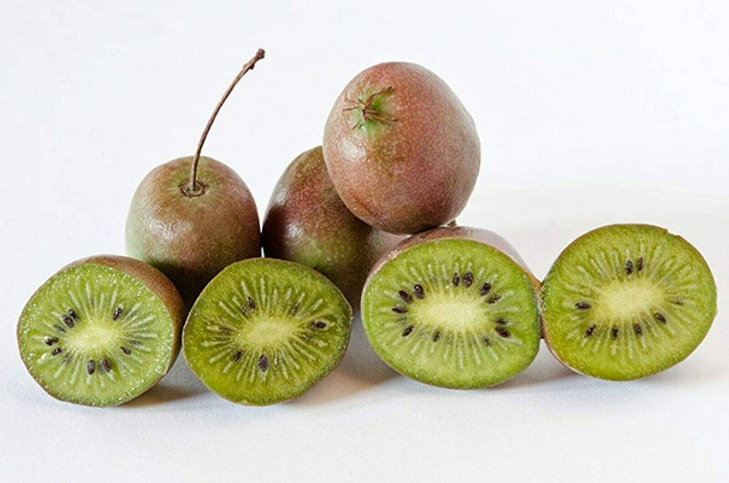 Prolific Kiwi Hardy Plant - Sweet, Tangy Fruits for Your Garden - Blessings Grow Meadows