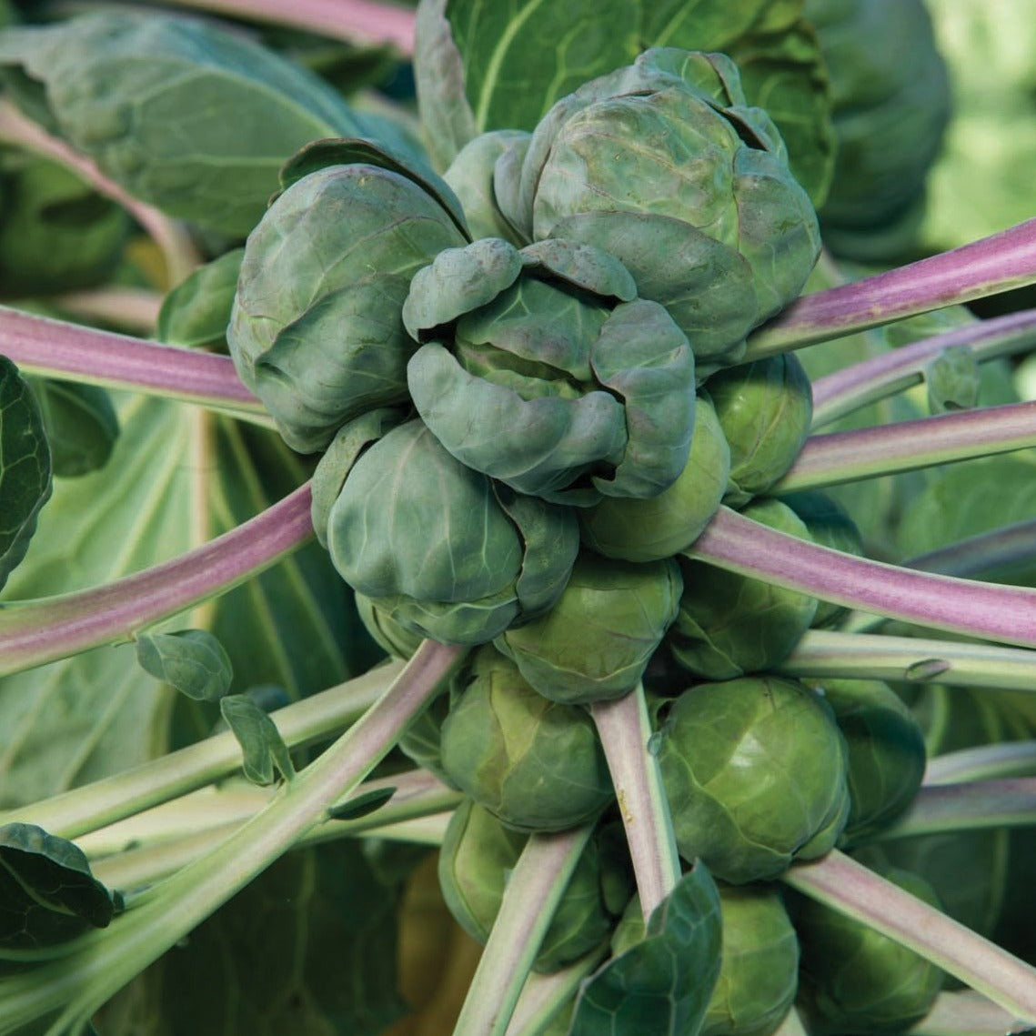 Long Island Brussel Sprout - Blessings Grow Meadows