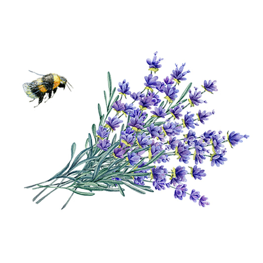 A watercolor illustration of a bumblebee flying near purple lavender, featured in Rustic Strength’s Lavender Essential Oil, with green stems on a white background.