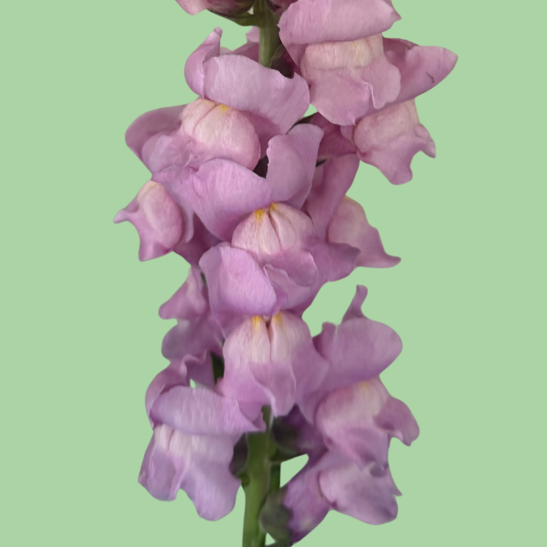 John's Plant Adventures Snapdragon Potomac Lavender seeds in packaging, ready for planting, with vibrant lavender flowers and green foliage.