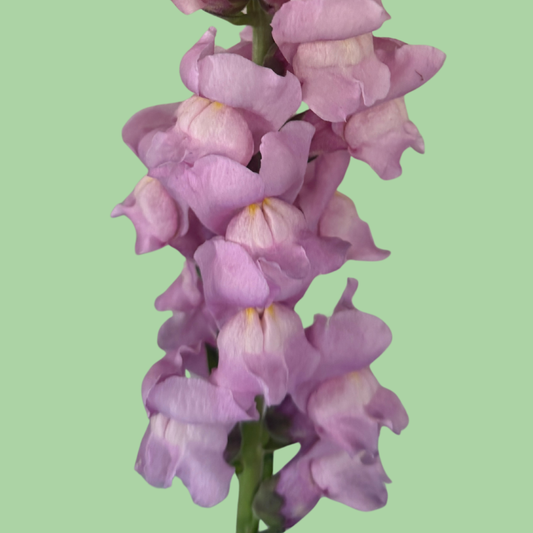 John's Plant Adventures Snapdragon Potomac Lavender seeds in packaging, ready for planting, with vibrant lavender flowers and green foliage.