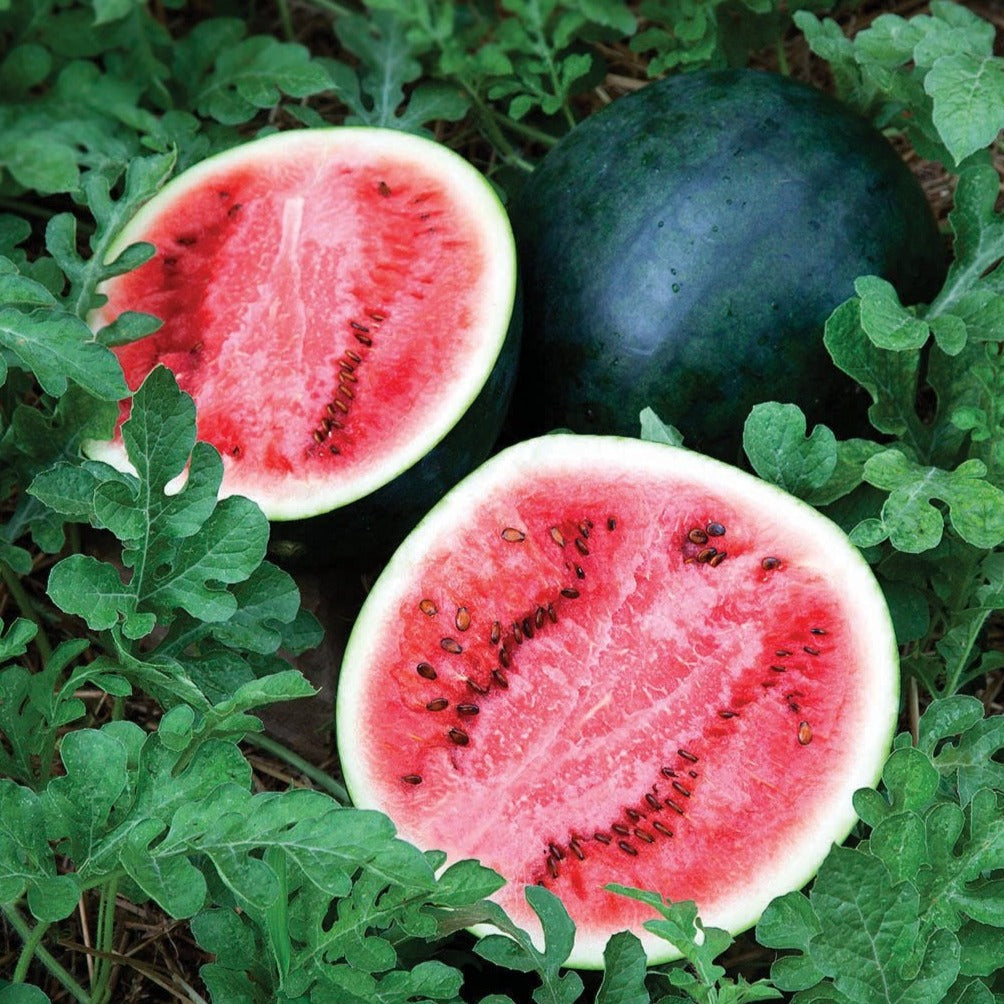 Sugar Baby Watermelon - Blessings Grow Meadows