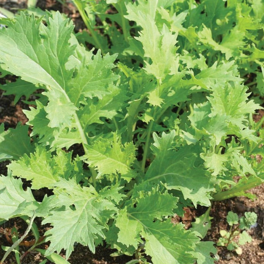 Mizuna Mustard - Blessings Grow Meadows