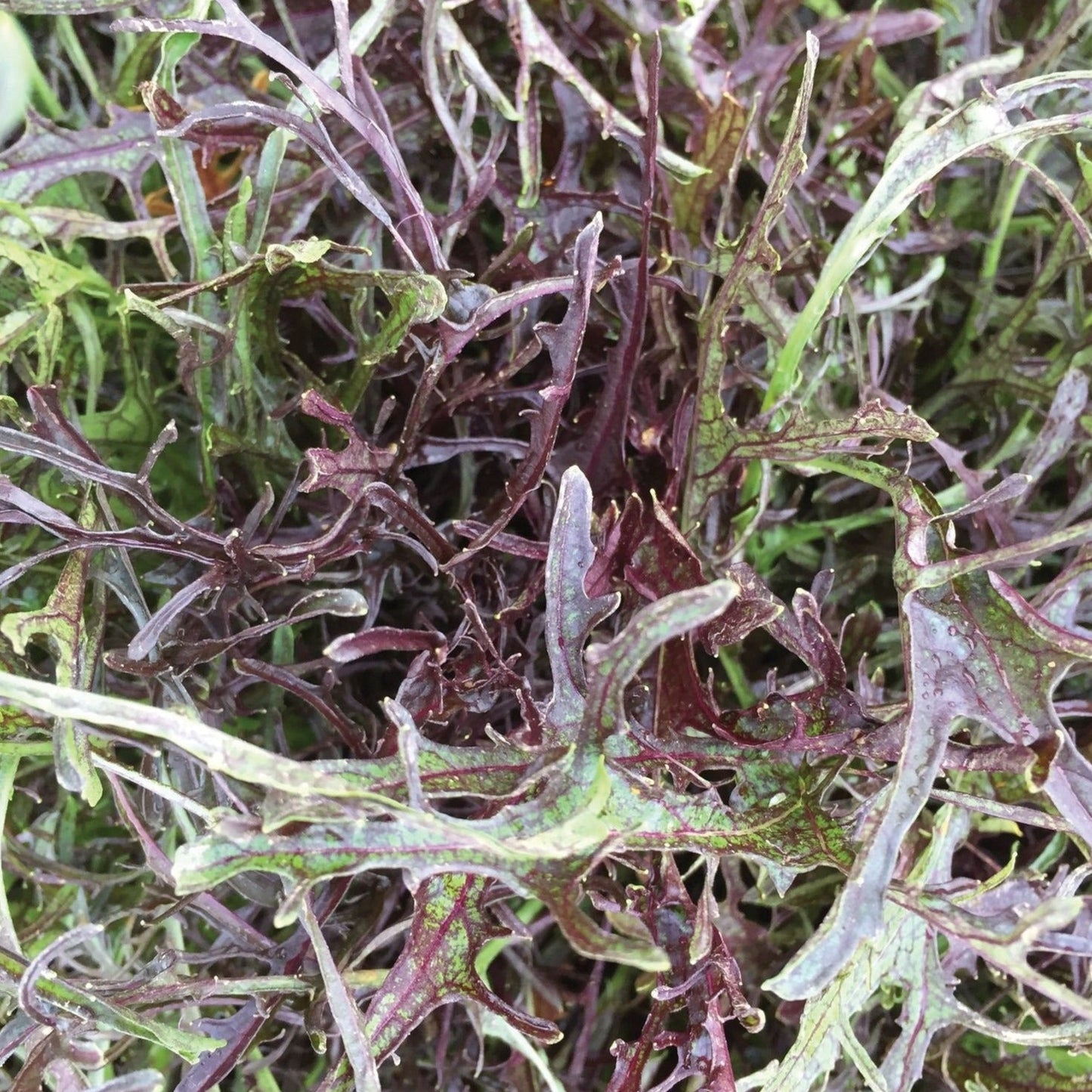 Mizuna Red Streaks Mustard - Blessings Grow Meadows