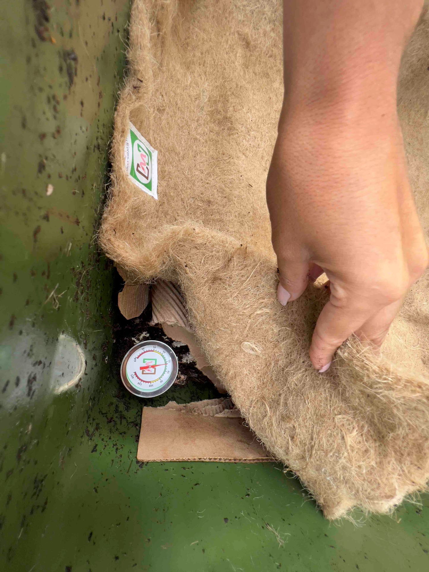 A hand lifts brown fiber insulation inside a green worm farm, revealing Memes Worm Thermometer by Memes Worms and some cardboard underneath.