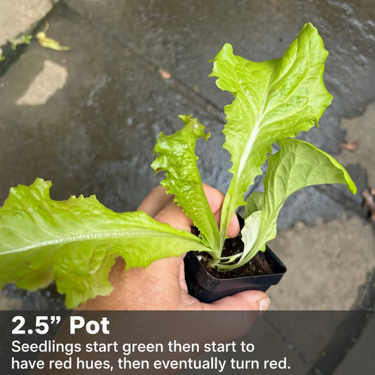 Merlot lettuce seedling by Steep Hill Garden, deep red, heat-tolerant gourmet salad green plant for home gardens.