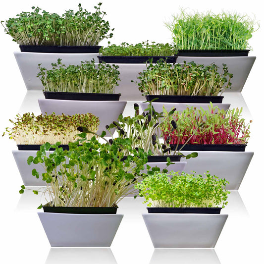 10-Variety Heirloom Microgreen Seed Pack – Non-GMO Seeds for Indoor Growing, Sprouting & Year-Round Nutrition - SurvivalGardenSeeds ~ Blessings Grow Meadows