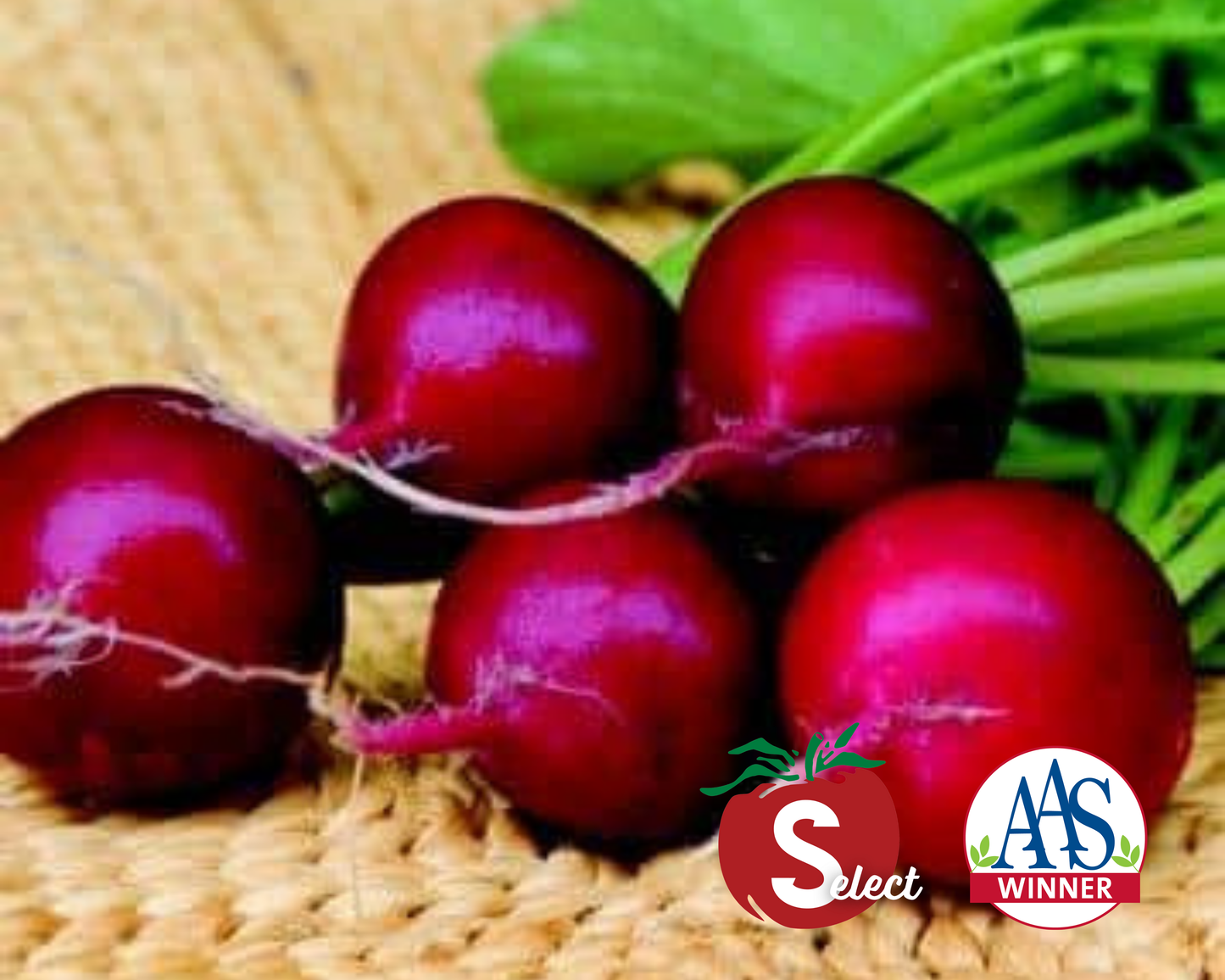 Champion Radish Seeds - Blessings Grow Meadows