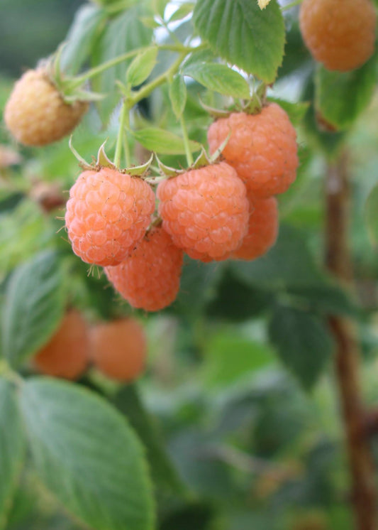 Fresh double gold raspberries from The Farm On Central, showcasing their vibrant golden color and plump, juicy appearance.