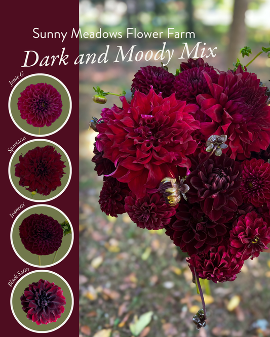 Dahlia Tuber Mix-Dark & Moody-10 Tubers