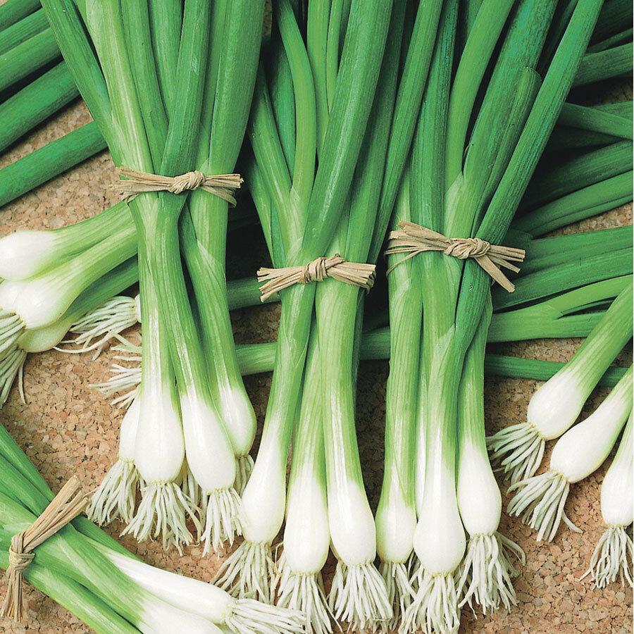 Heshiko Bunching Onion - Blessings Grow Meadows
