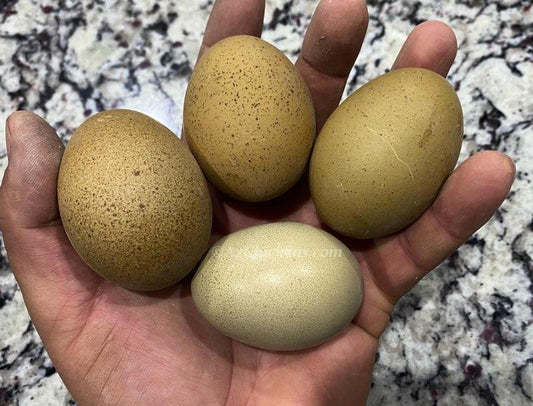 Olive Egger Chicks – Buy 10 + 5 Bonus Free (15 All-Female, Shipping Included) - Az Chickens ~ Blessings Grow Meadows