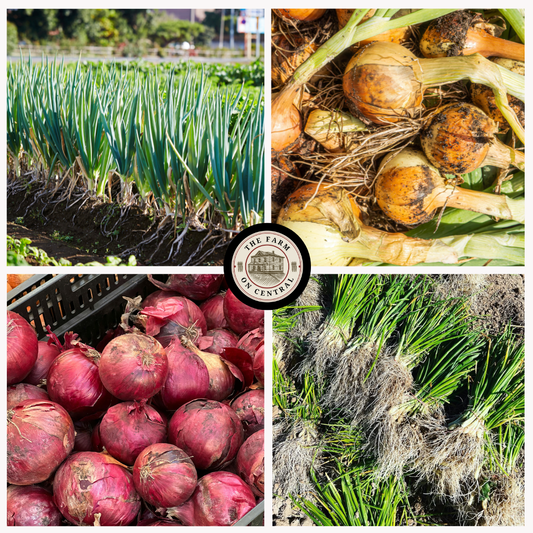 (Short Day) Texas Super Sweet Onion Plants