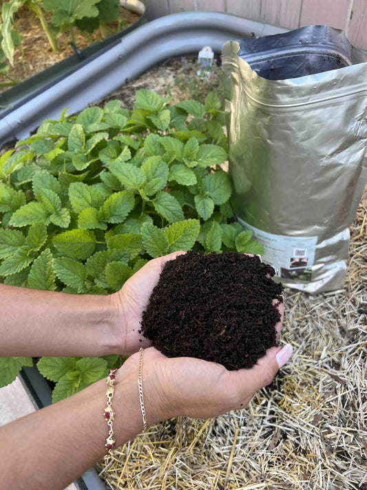 A person holds Memes Worms Organic Fertilizer - Worm Castings for GrowOya above a garden bed, surrounded by green plants and a large silver bag of the product on straw mulch.