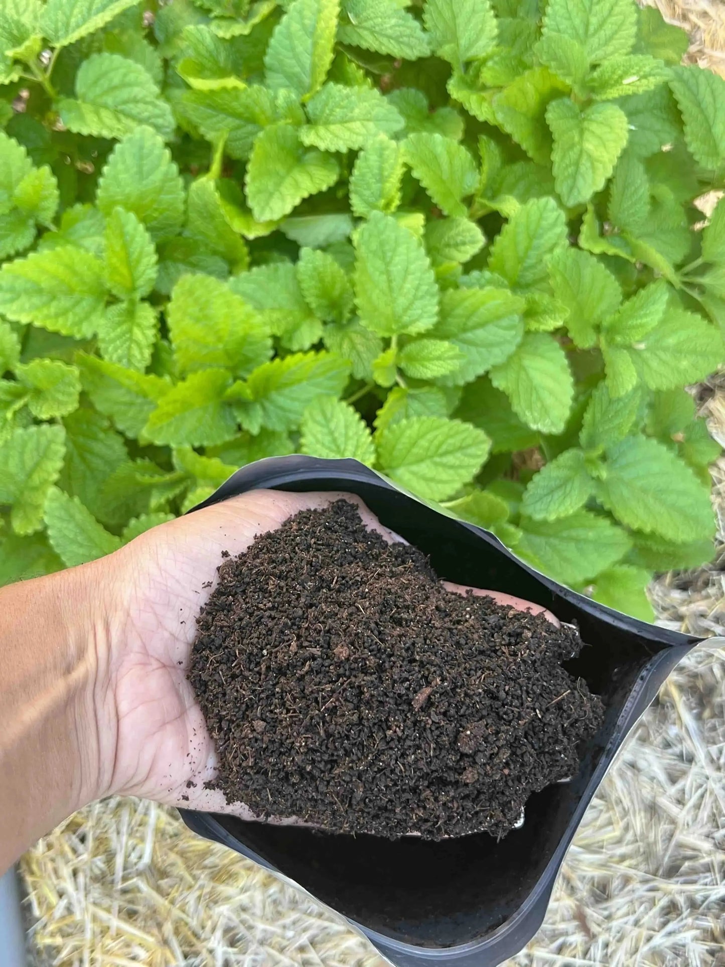 A hand holds Memes Worms Organic Fertilizer - Worm Castings for GrowOya above green leafy plants thriving in a garden bed covered with organic straw mulch.