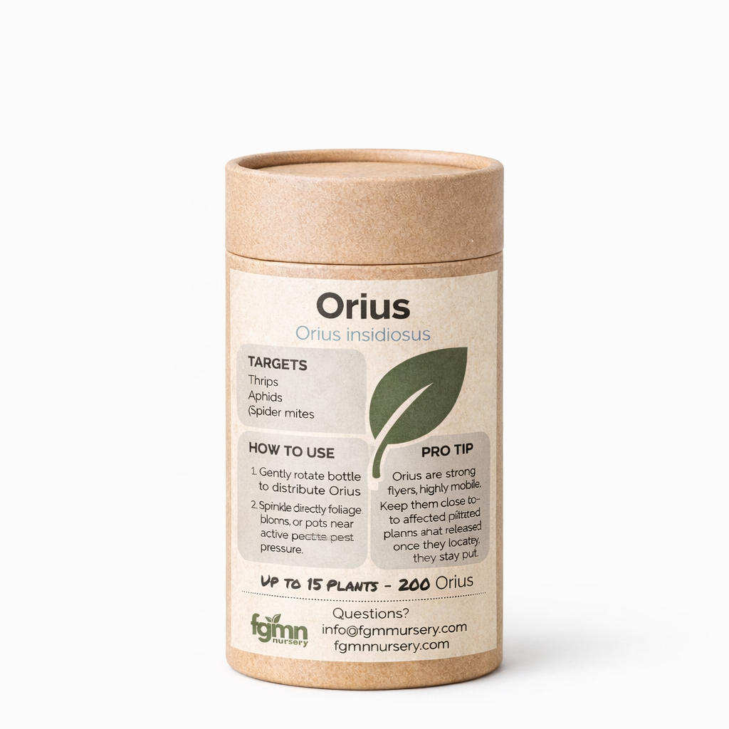 Orius insidiosus - FGMN Nursery ~ Blessings Grow Meadows