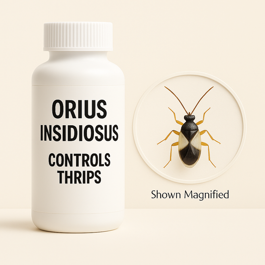 Orius insidiosus - Blessings Grow Meadows -