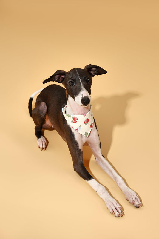 Strawberry Fields Butter Yellow Triangle Bandana - BarkBarkBaby ~ Blessings Grow Meadows