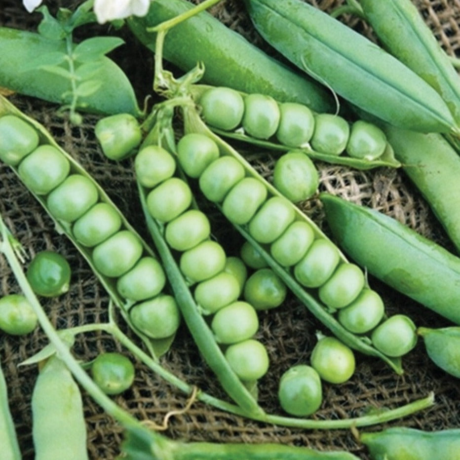 Wando Pea - Blessings Grow Meadows