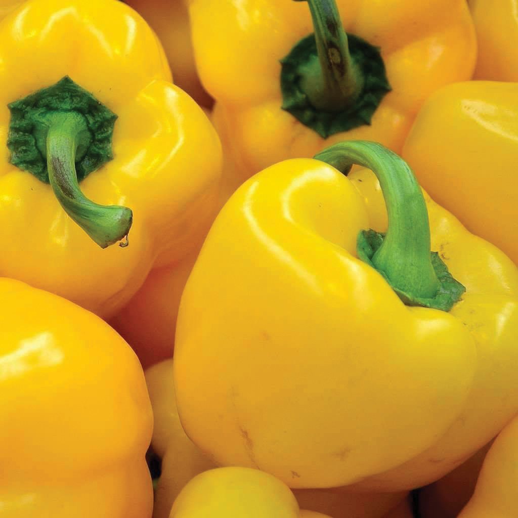 Sunbright Bell Pepper - Blessings Grow Meadows