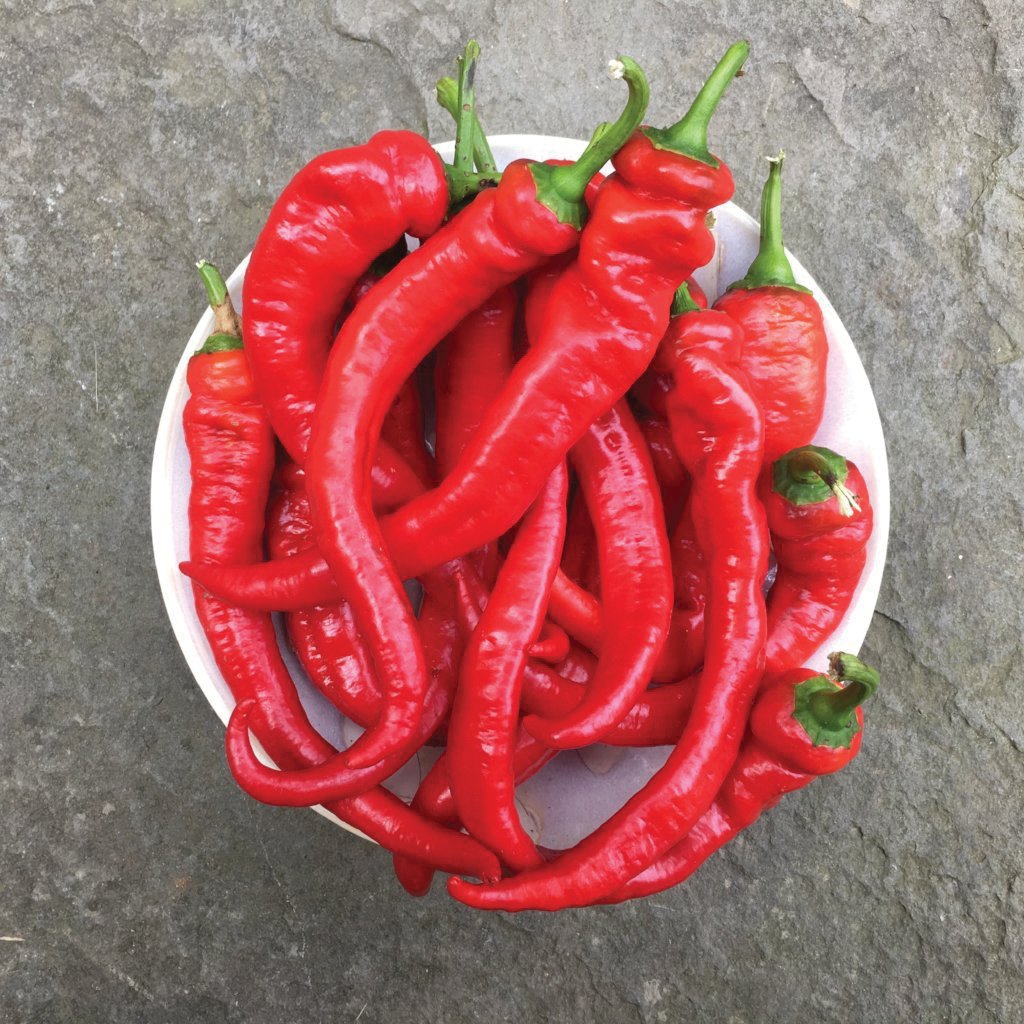 Jimmy Nardello Pepper - Blessings Grow Meadows