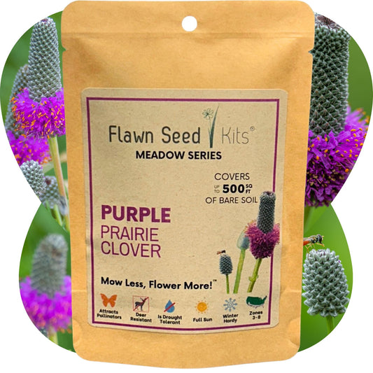 Purple Prairie Clover Seed - Blessings Grow Meadows