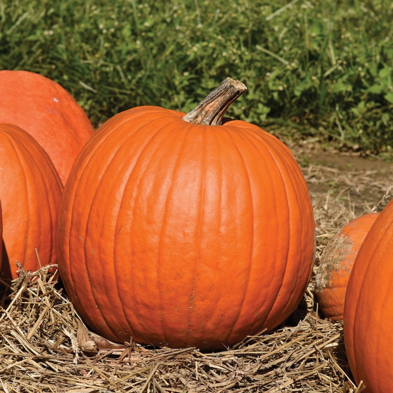 Howden Pumpkin - Blessings Grow Meadows