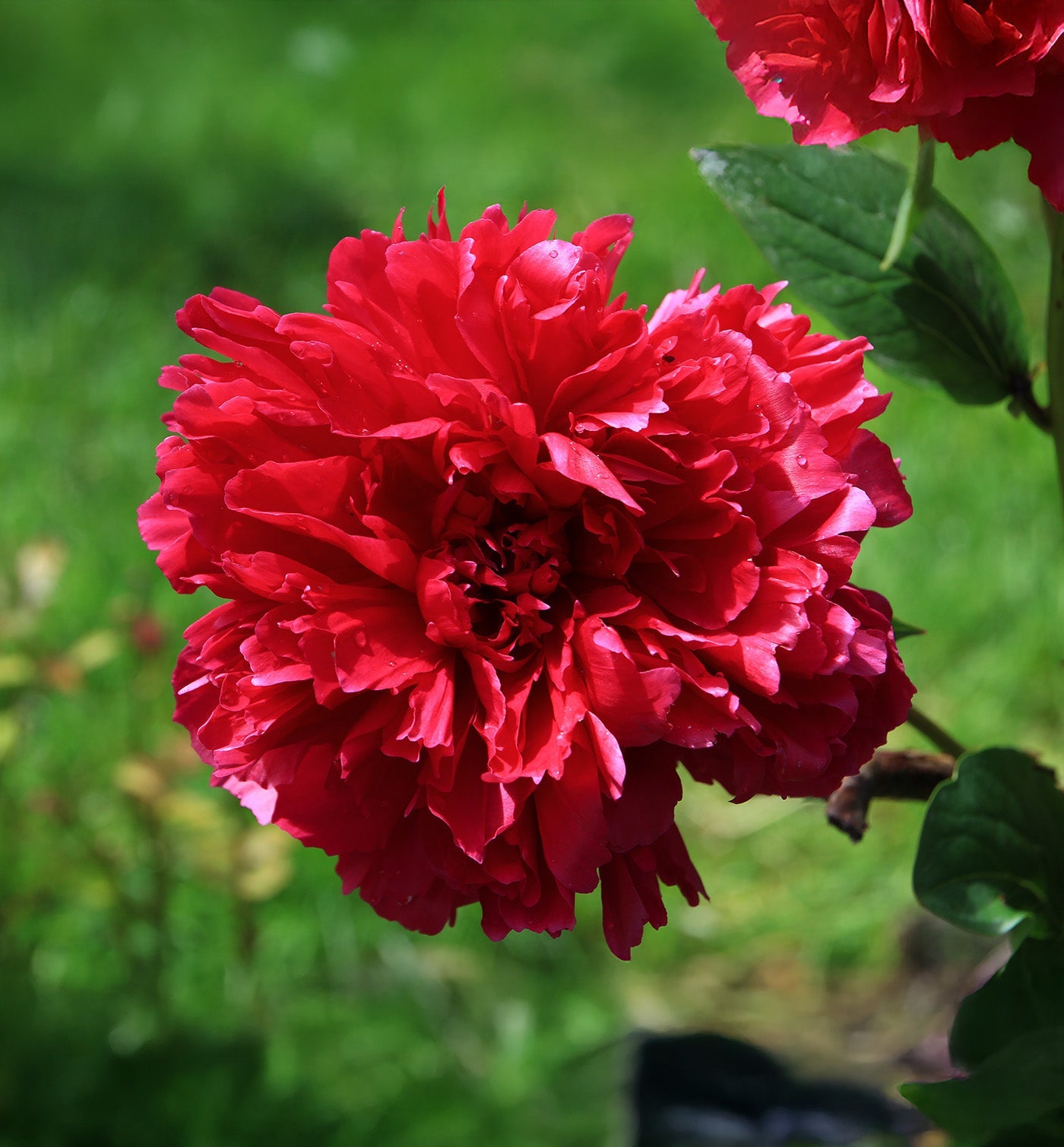 Karl Rosenfeld Peony - 1 root division