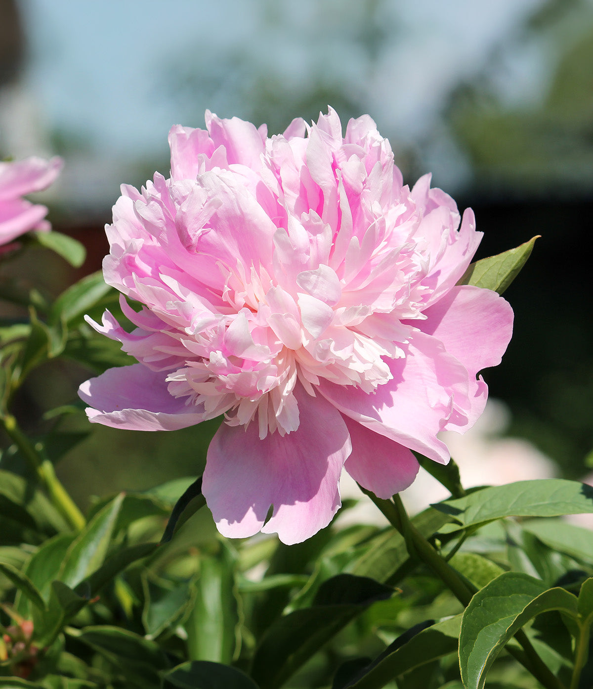 Mons. Jules Eli Peony - 1 root division