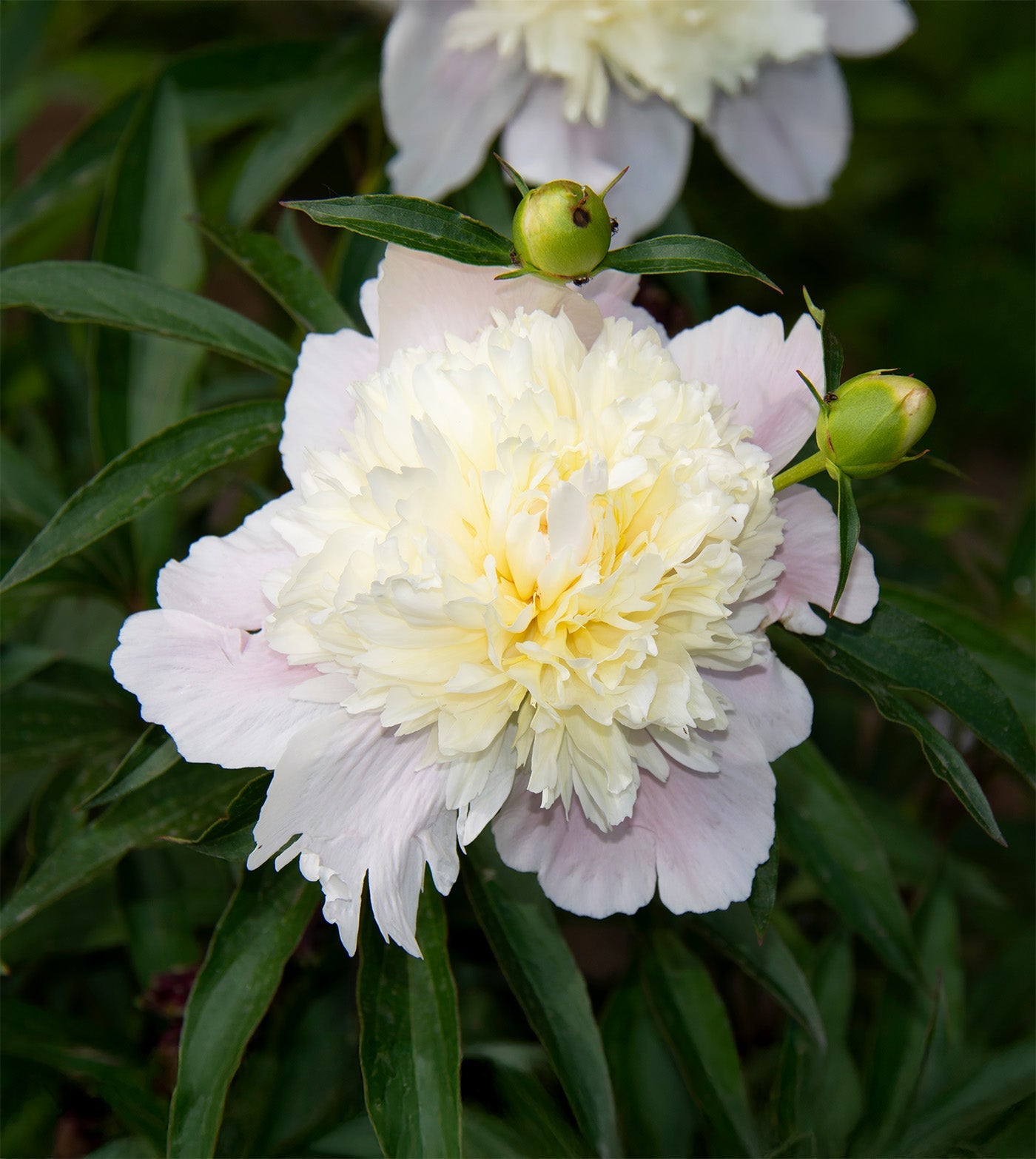 Primavere Peony - 1 root division