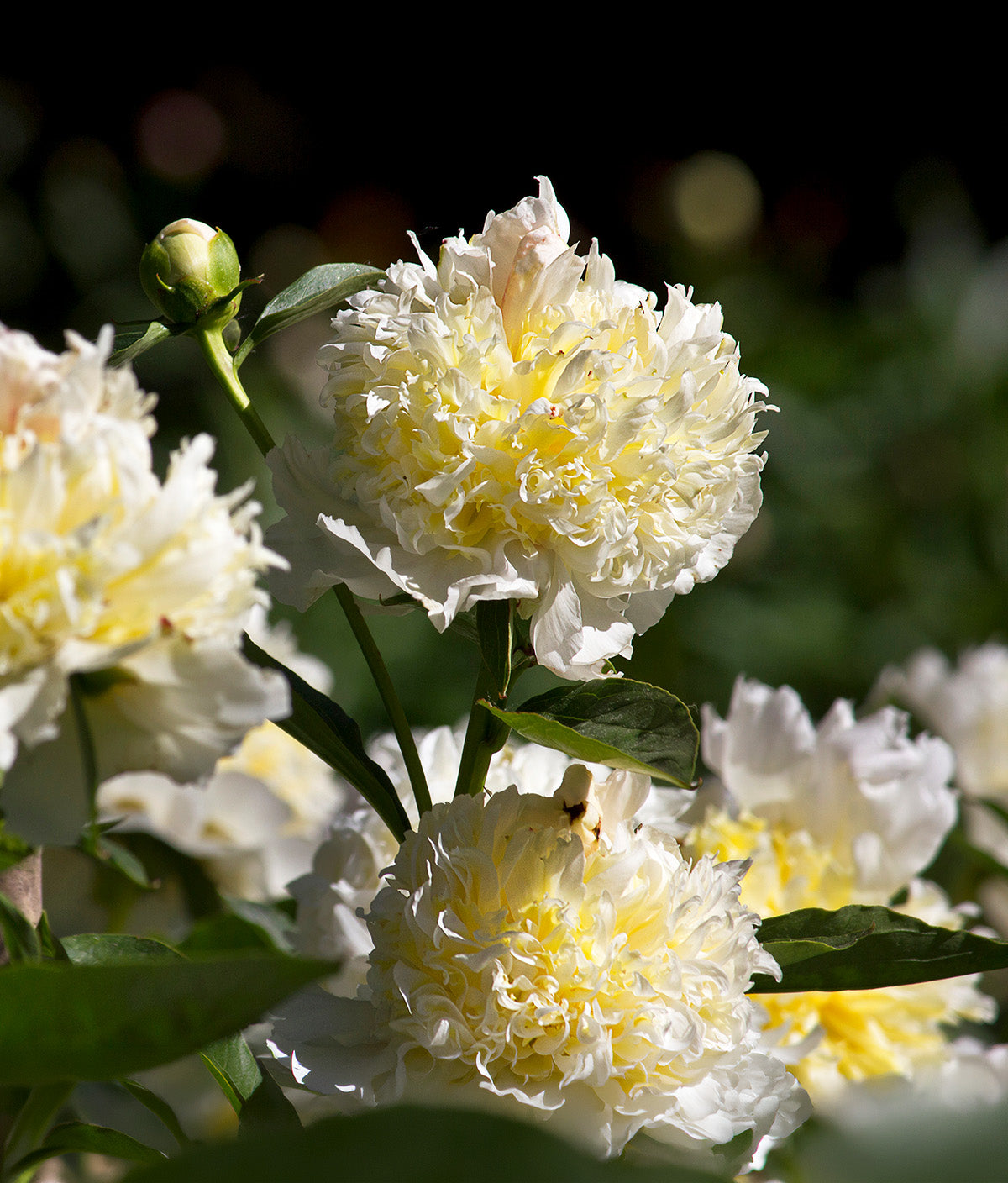 Top Brass Peony - 1 root division