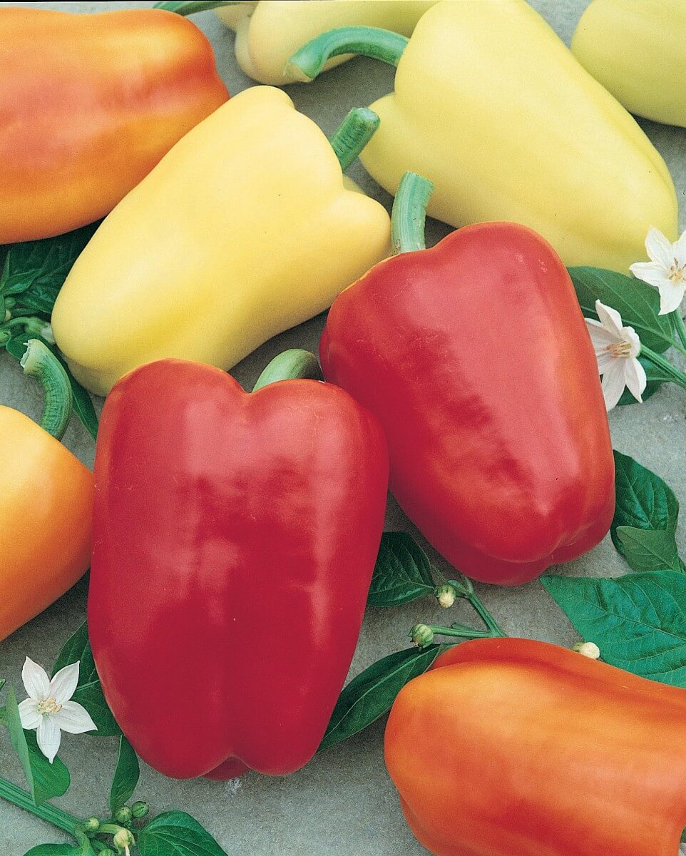 A close-up of vibrant red, yellow, and orange Chablis Hybrid Sweet Peppers from Seeds 'n Such rests on a surface adorned with green leaves and small white flowers.
