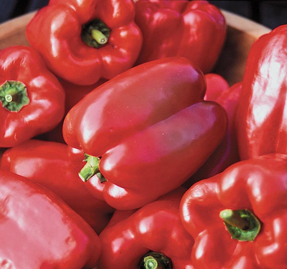 A close-up of vibrant, smooth-skinned King of the North peppers from Seeds 'n Such, piled in a bowl. These open-pollinated red bell peppers with green stems are ideal stuffing peppers for northern climates.