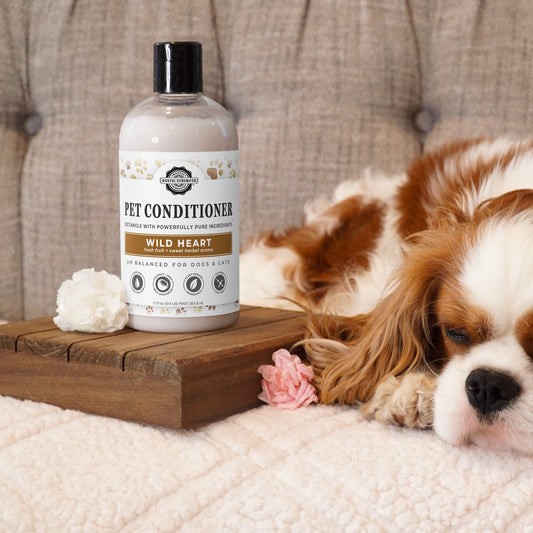 A bottle of Rustic Strength Pet Conditioner | Detangling & Softening | Unscented rests on a wooden tray next to a Cavalier King Charles Spaniel lounging on a beige couch, with decorative flowers nearby.