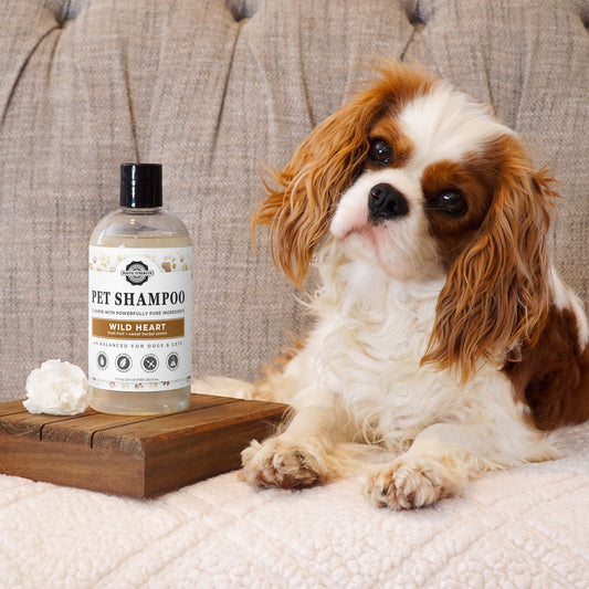 A Cavalier King Charles Spaniel sits on a beige couch beside a bottle of Rustic Strength Pet Shampoo | Soothing & Deodorizing | Unscented on a wooden tray, near a white flower, looking at the camera with its head tilted.