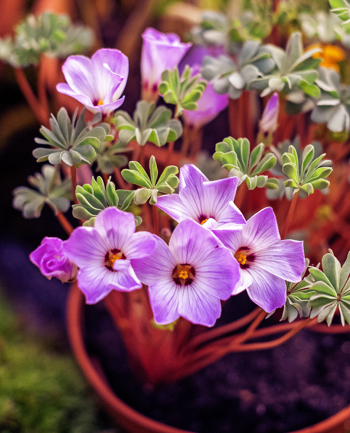 Pink Carpet Oxalis - 25 bulbs
