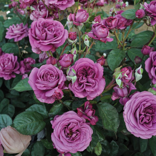 Fresh Garden Living Plum Perfect Rose in a 1.5-gallon pot, showcasing vibrant purple blooms and lush green foliage.