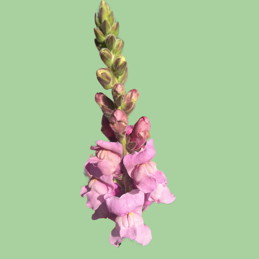 Snapdragon Potomac Lavender seeds