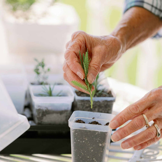 Photograph showing a person planting a vibrant green lavender seedling with delicate feathery leaves into dark potting soil using a clear plastic container outdoors with other small plants visible in the background