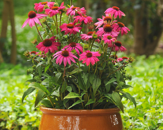 Powwow Wild Berry - Blessings Grow Meadows