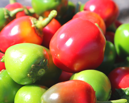 A close-up of vibrant red and green Time Bomb Hybrid Peppers from Seeds 'n Such—small, round, smooth-skinned, and perfect for pickling or canning.