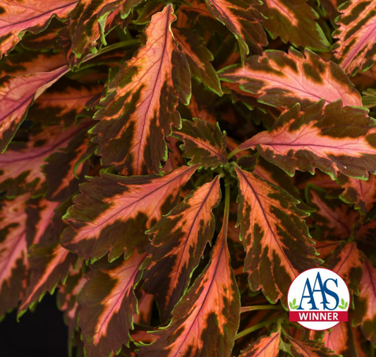 Premium Sun Coral Candy Coleus Seeds - Blessings Grow Meadows
