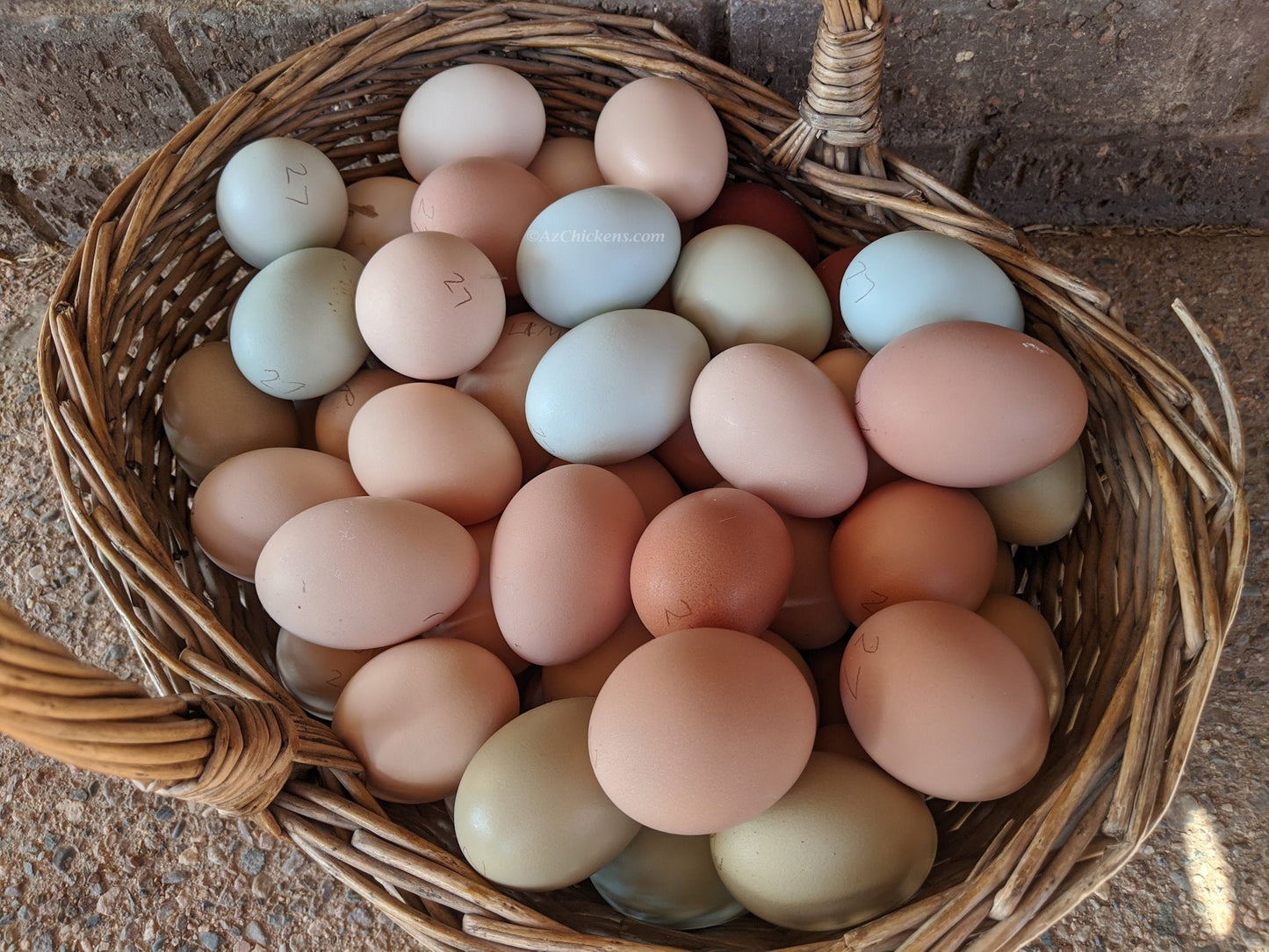 Easter Egger Chicks – Buy 10 + 5 Bonus Free (15 All-Female, Shipping Included) - Blessings Grow Meadows