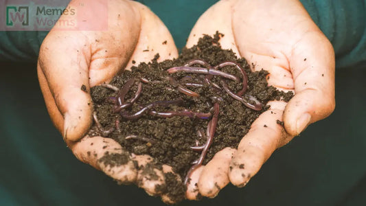 A pair of hands holds rich soil topped with Esienia fiteda composting worms from Memes Worms Ready-to-Go Ecosystem.